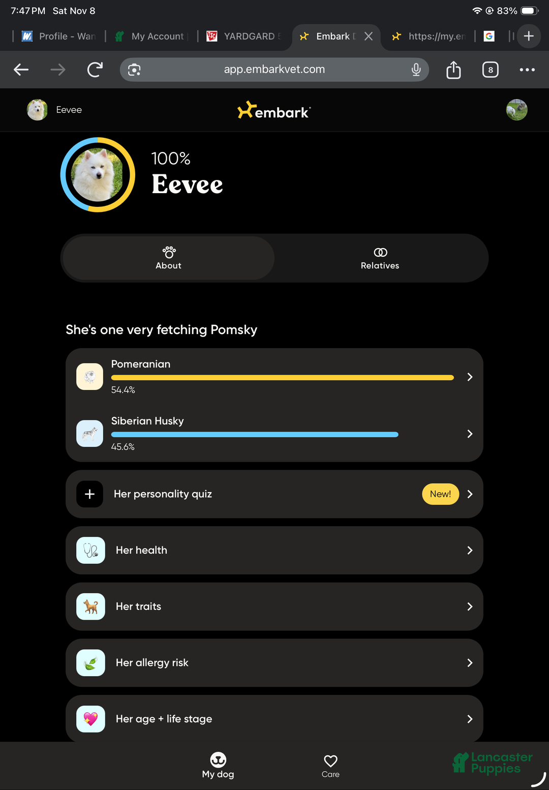 Pomsky dogs for sale: CJ “Caramel Jr” - Ad 18