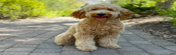 Mini Goldendoodle dogs for sale: Mr. Orlando - Ad 9
