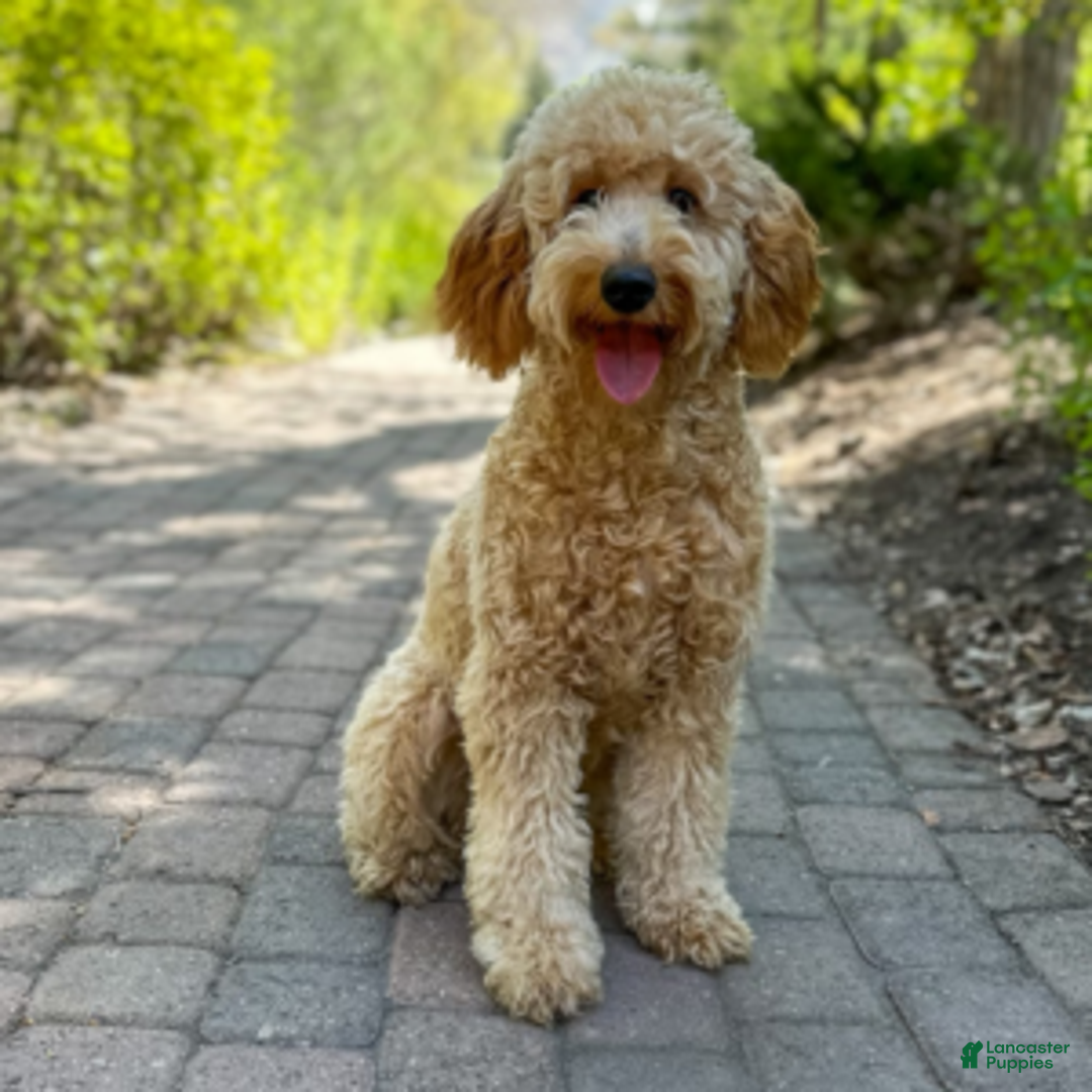 Mini Goldendoodle dogs for sale: Mr. Orlando - Ad 9