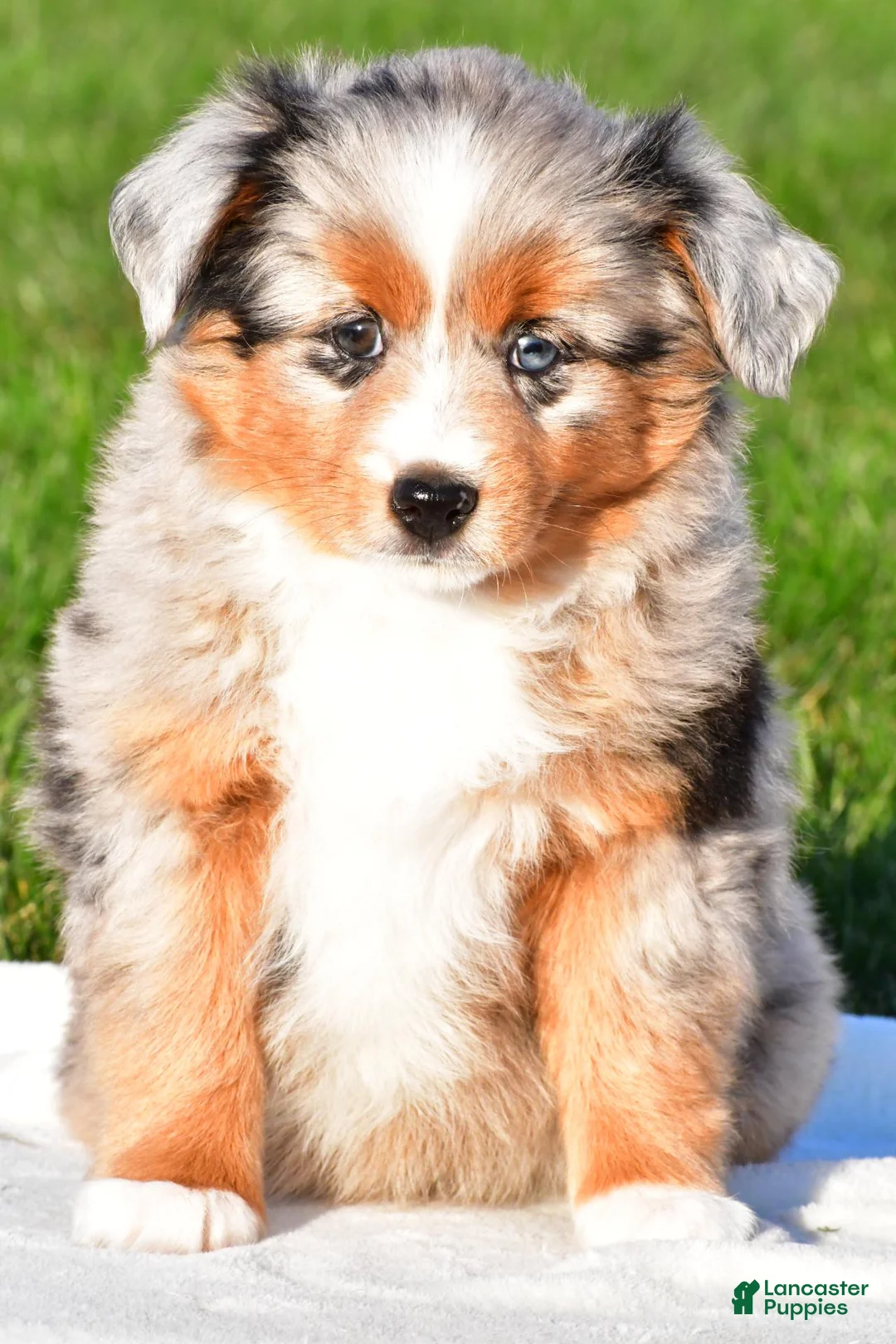 Miniature Australian Shepherd dogs for sale: Anika - Ad 1