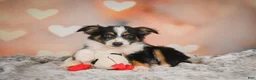 Miniature Australian Shepherd dogs for sale: Angel - Ad 4