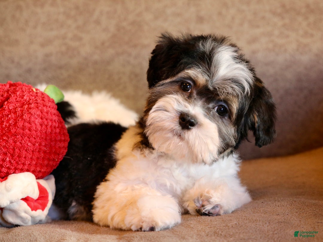 Shihpoo dogs for sale: Mia - Ad 10