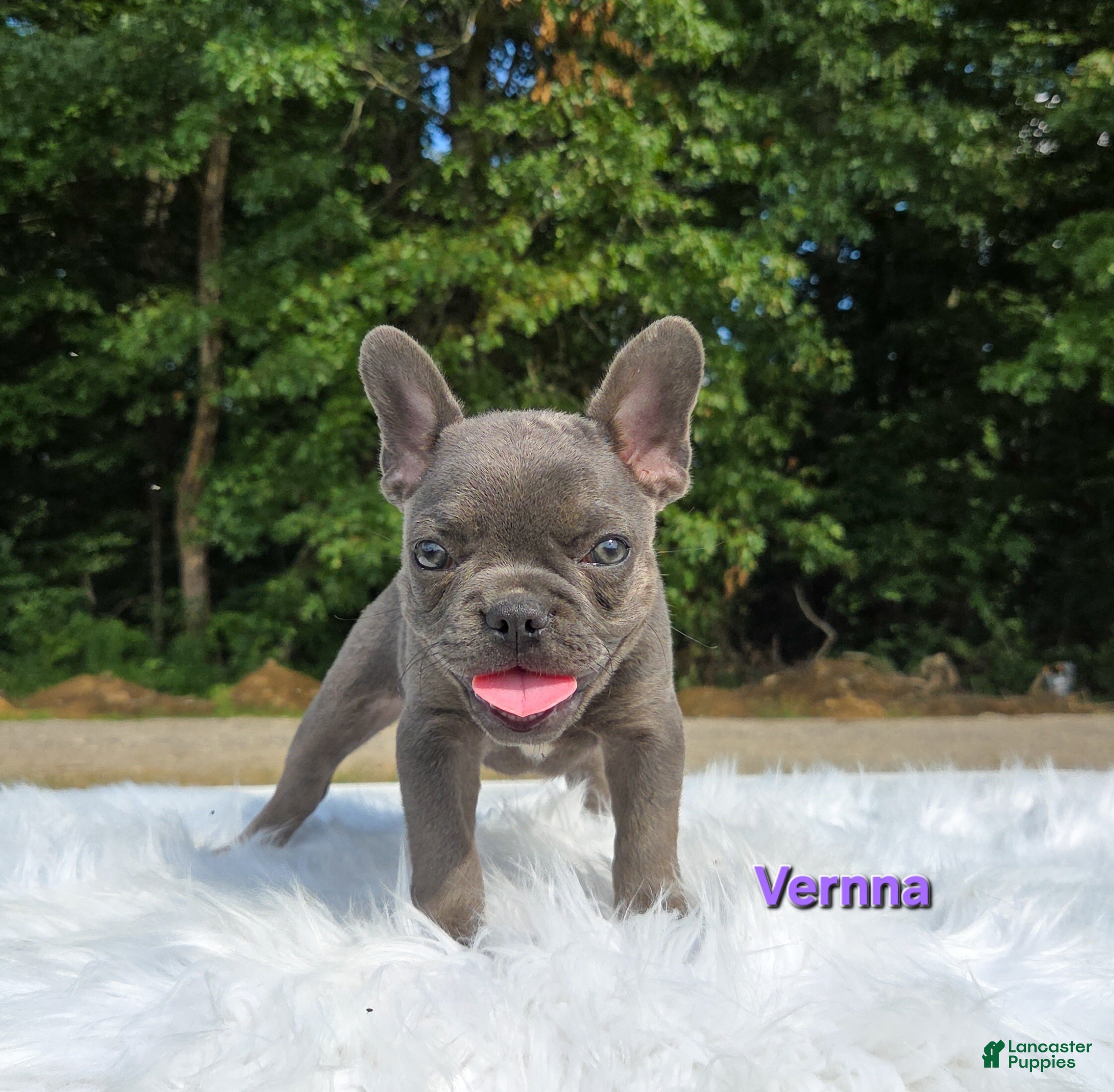 Frenchton dogs Vernna - Ad 1