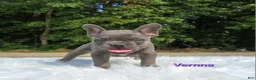 Frenchton dogs for sale: Vernna - Ad 1