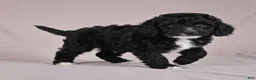 Cockapoo dogs for sale: Copper - Ad 7
