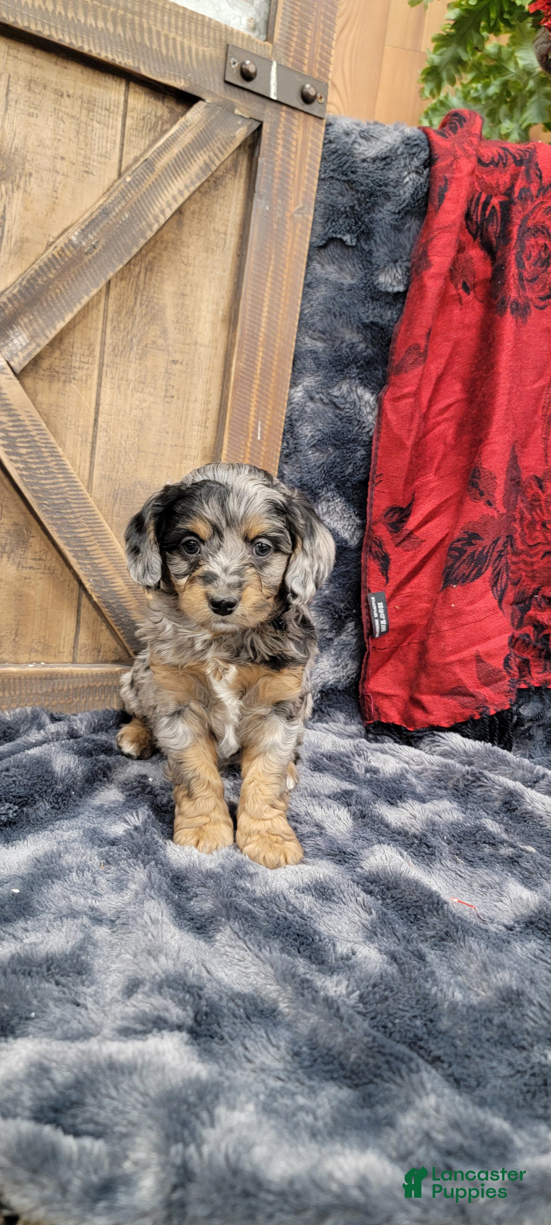 Cockapoo dogs Bruno - Ad 1