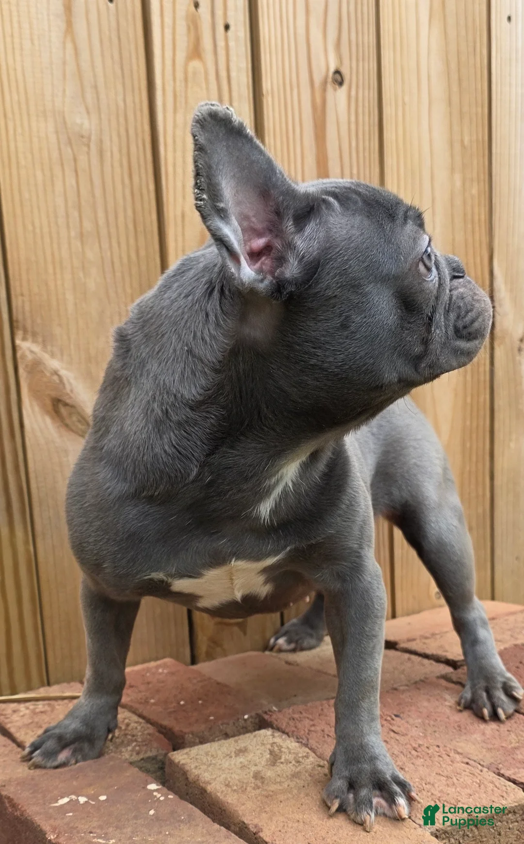 French Bulldog dogs for sale: French Bulldog Puppy 2 - Ad 2