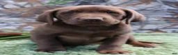Labrador Retriever dogs for sale: Duke - Ad 5