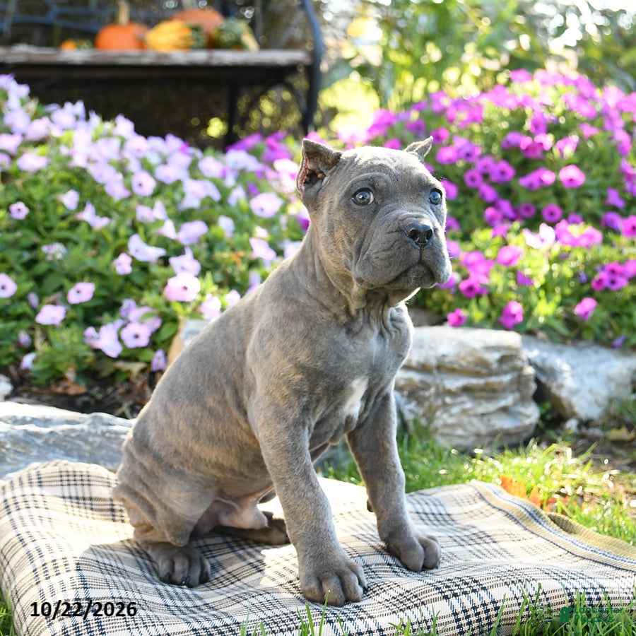 Cane Corso dogs for sale: Titus - Ad 2