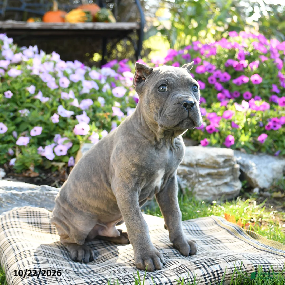 Cane Corso dogs for sale: Titus - Ad 2