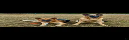 German Shepherd dogs for sale: 8 German Shepherd Puppies!  - Ad 10