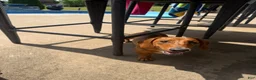 Dachshund dogs for sale: Dax - Ad 5