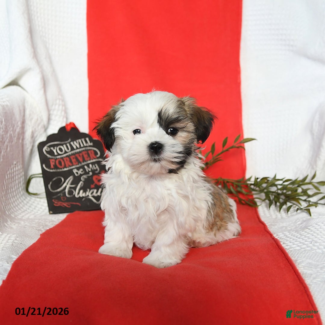 Malshi dogs for sale: Sophie - Ad 3