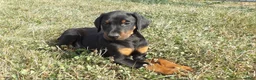 Doberman Pinscher dogs for sale: Max - Ad 4