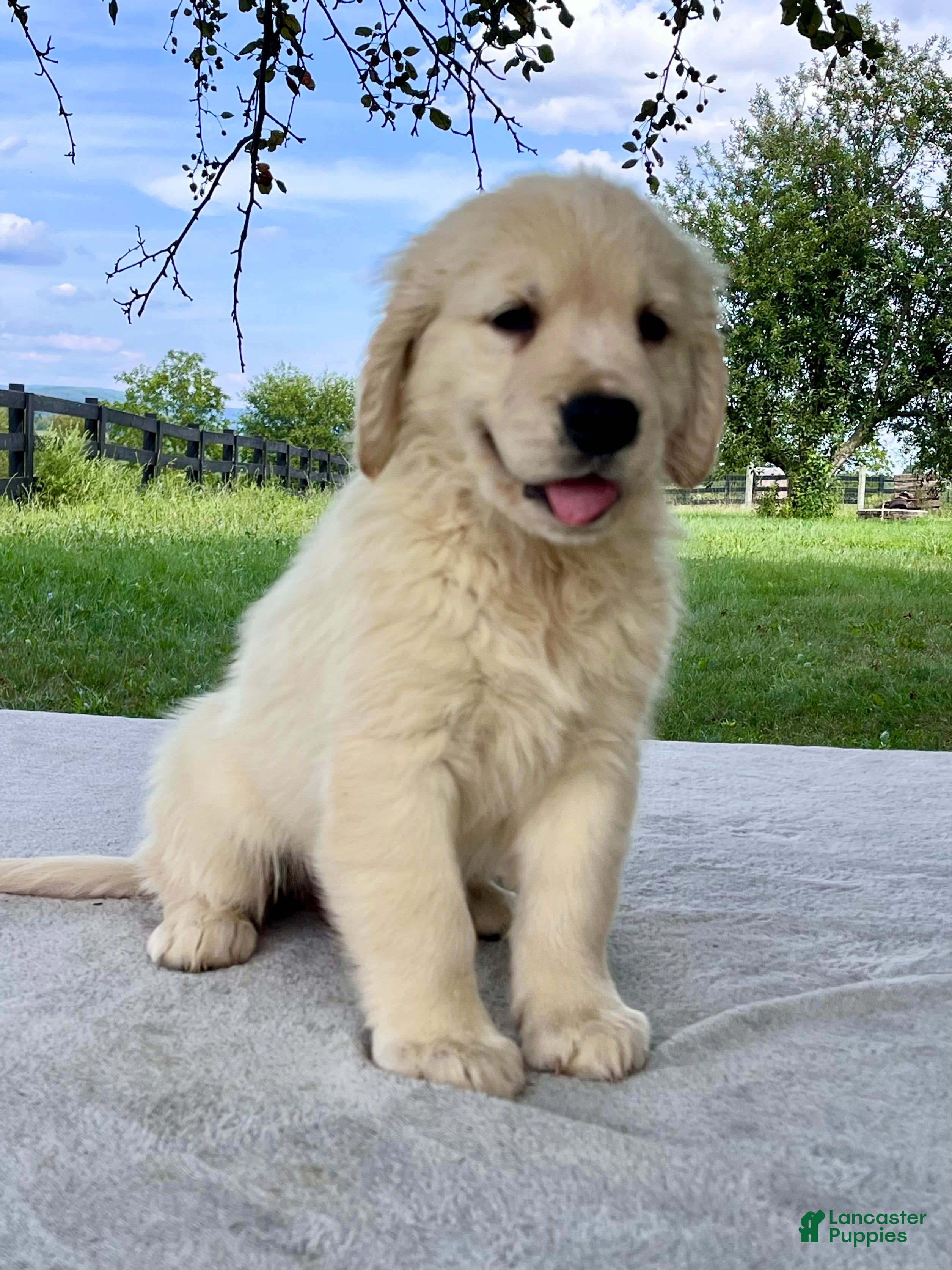 Golden Retriever dogs Gus - Ad 2