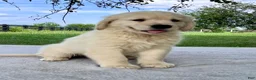 Golden Retriever dogs for sale: Gus - Ad 2