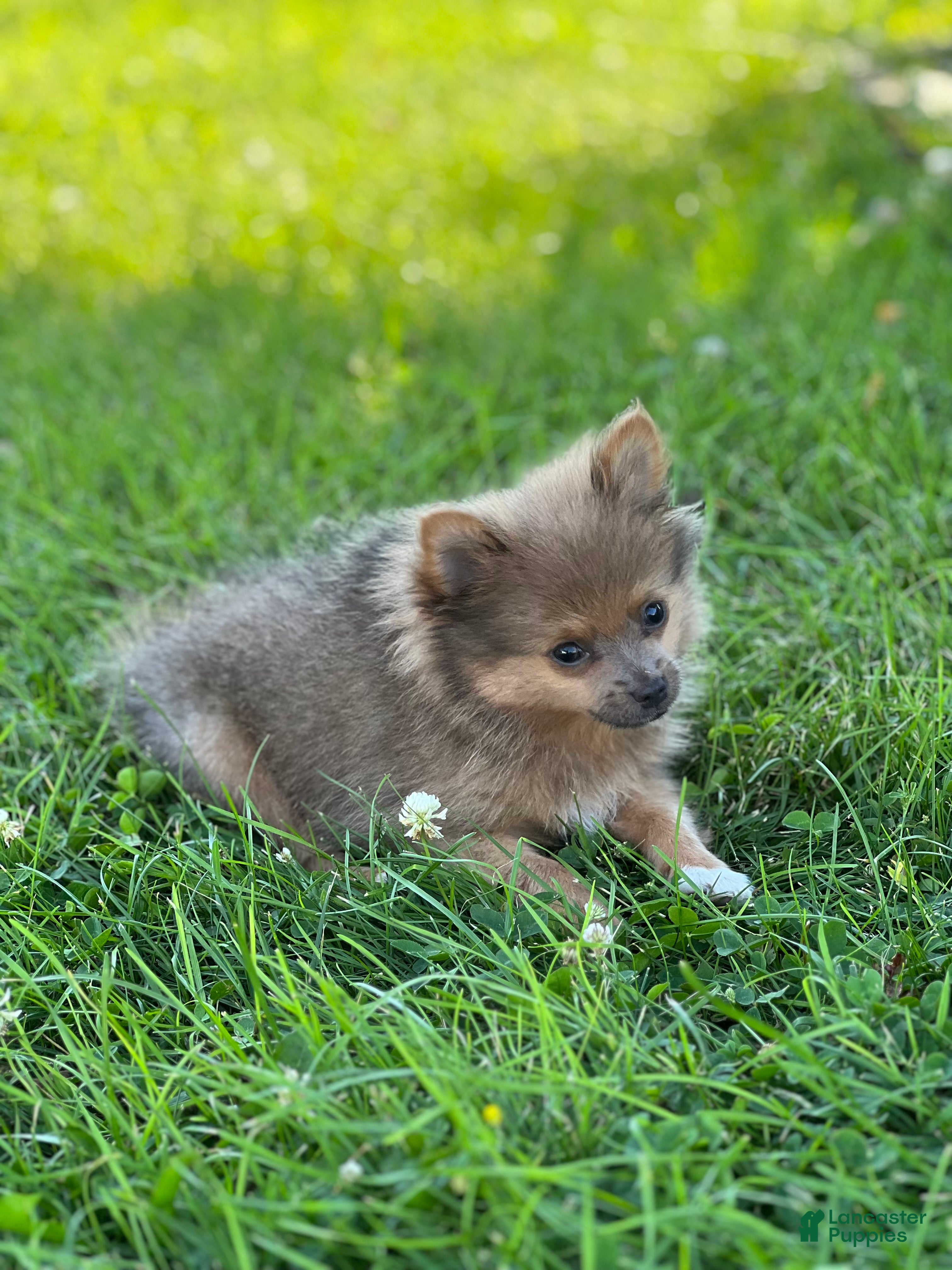Pomeranian dogs for sale: Pip - Ad 1