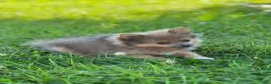 Pip