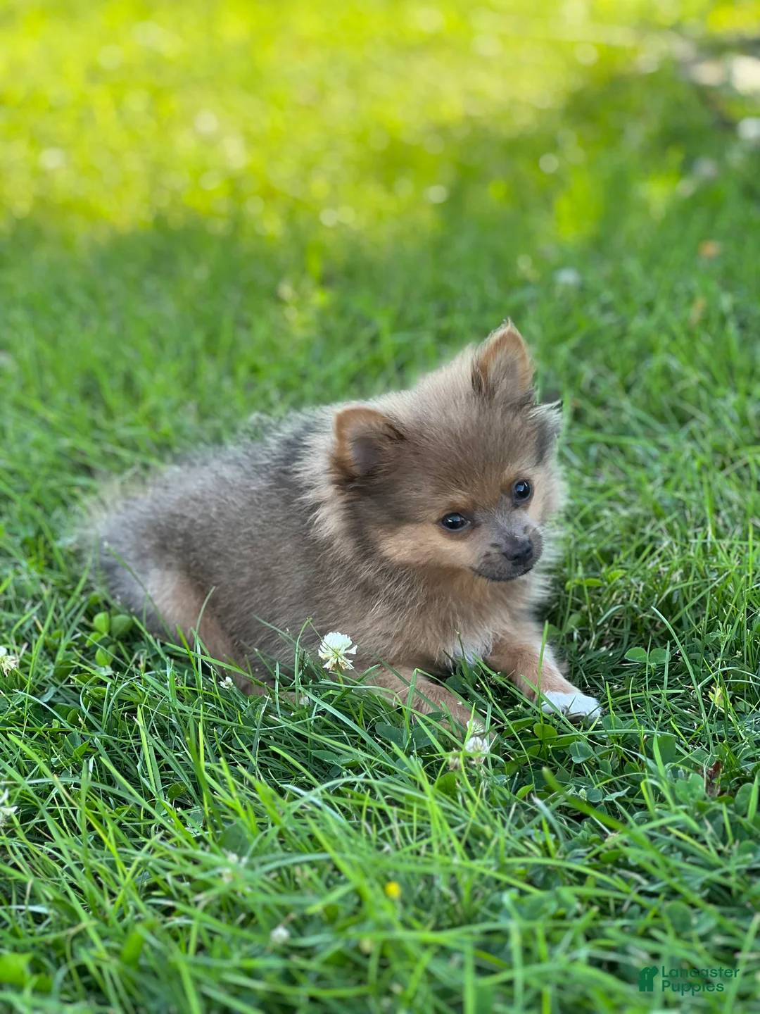 Pomeranian dogs for sale: Pip - Ad 1