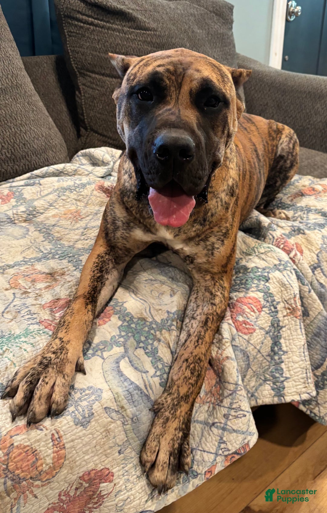 Presa Canario dogs for sale: Peanut - Ad 3