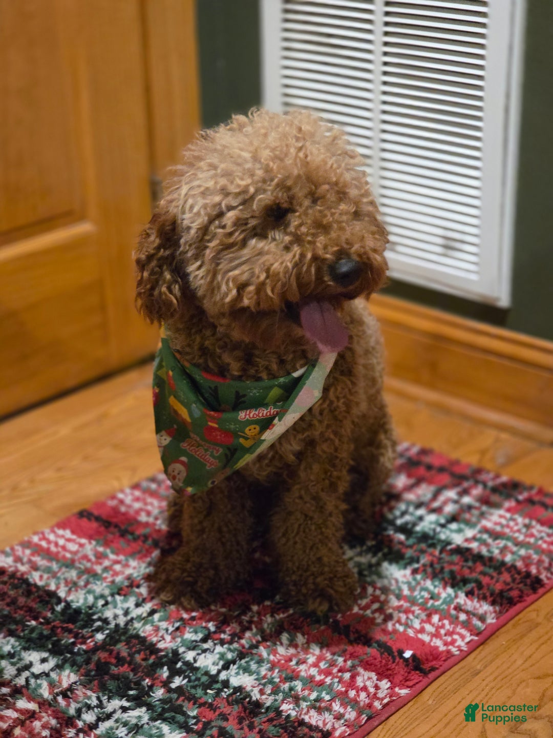 Goldendoodle dogs for sale: Benji  - Ad 3