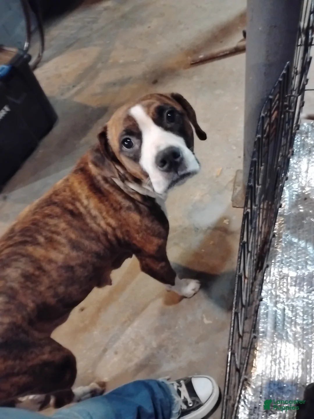 Mixed Breed dogs for sale: Mixed Breed Puppy 5 - Ad 2