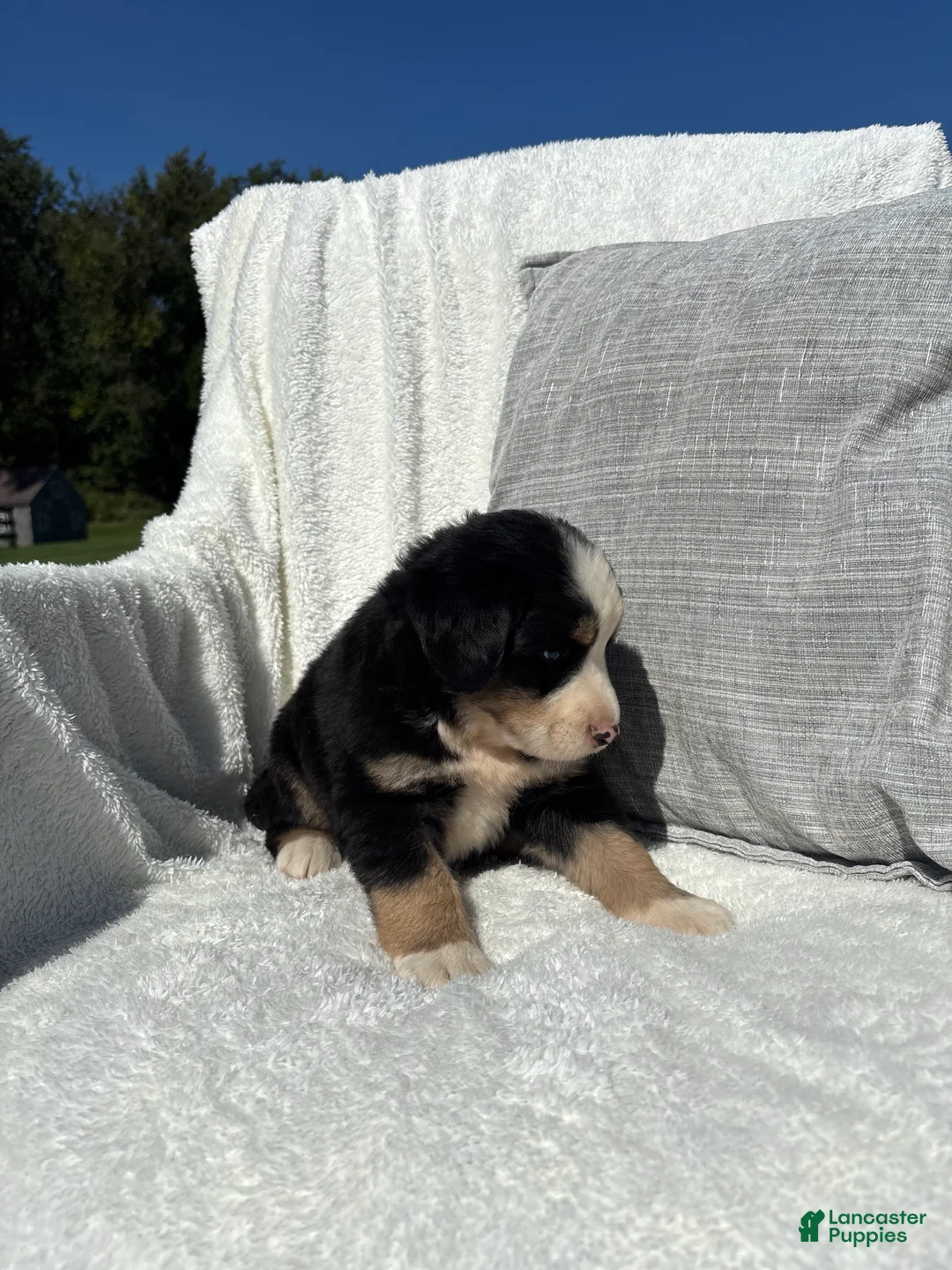Mixed Breed dogs for sale: Mixed Breed 2 - Ad 7