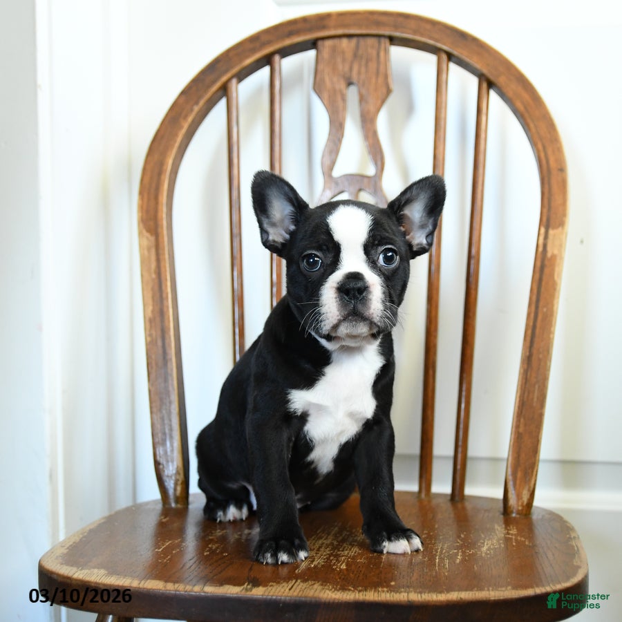 Frenchton dogs Rosie - Ad 1