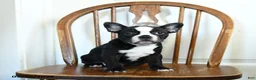 Frenchton dogs for sale: Rosie - Ad 1