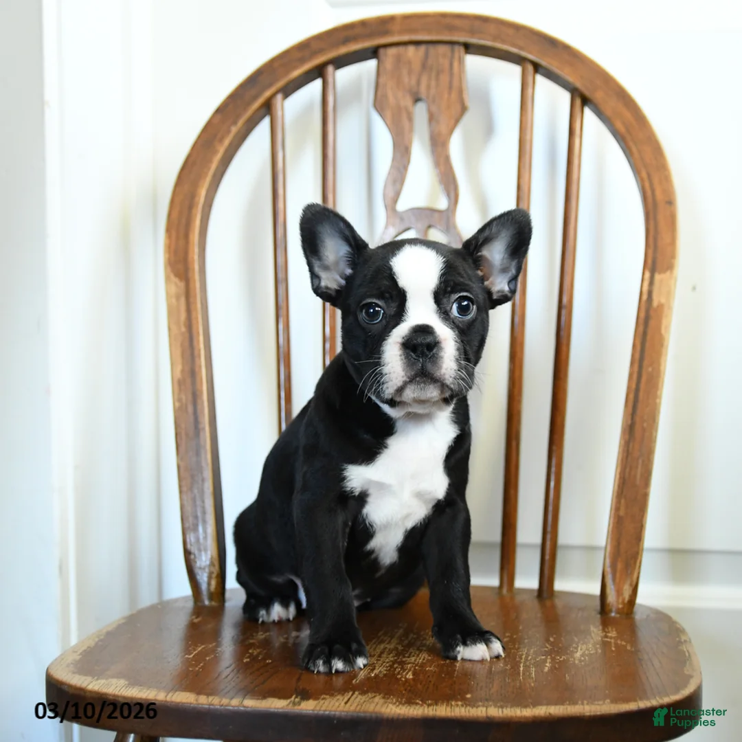 Frenchton dogs for sale: Rosie - Ad 1