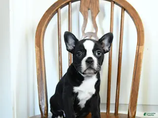 Frenchton dogs for sale: Rosie - Ad 2