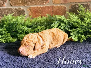 Goldendoodle dogs Goldendoodle Puppy 10 - Ad 28