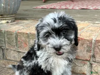 Mixed Breed dogs Neptune - Ad 30