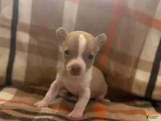 Chihuahua dogs Chihuahua Puppy 3 - Ad 39