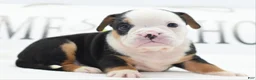 Mixed Breed dogs for sale: Diesel - Ad 23