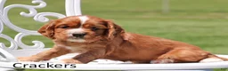 Cockalier dogs for sale: Crackers - Ad 3