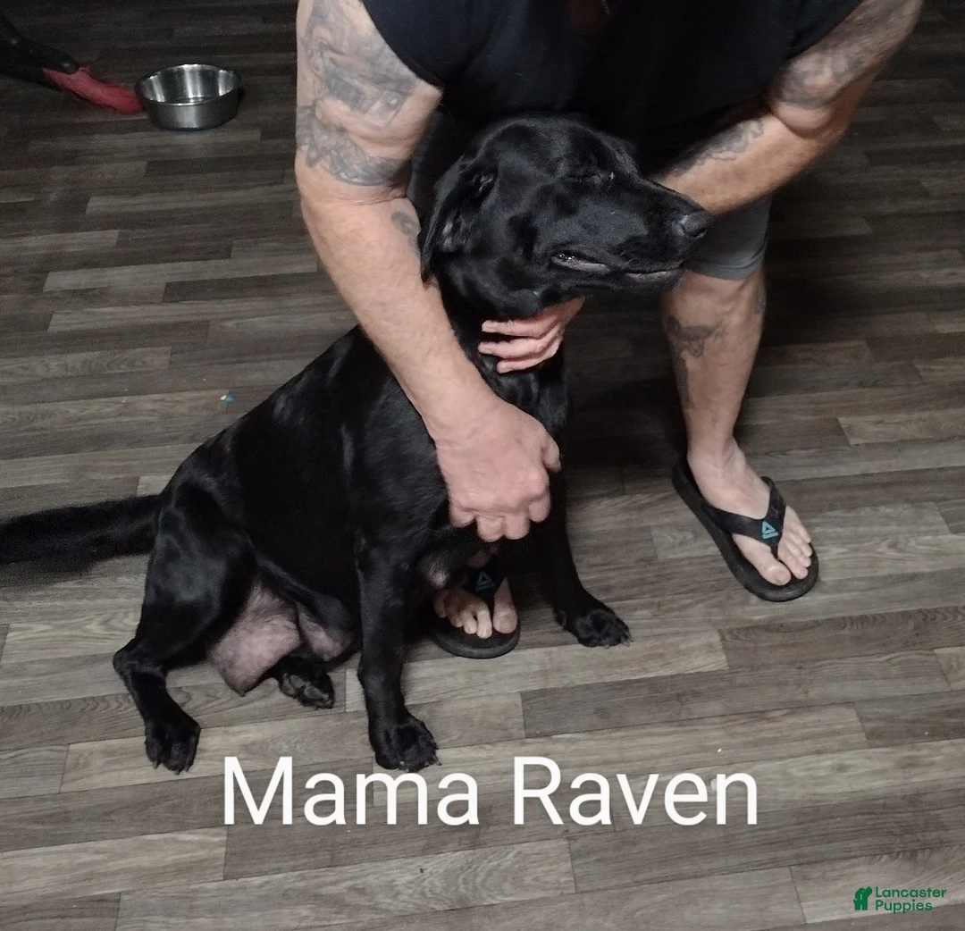 Labrador Retriever dogs for sale: Labrador Retriever Puppy 8 - Ad 2