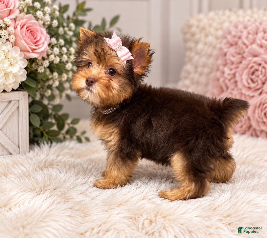Yorkshire Terrier dogs Miss Jill - Ad 2