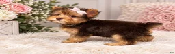 Yorkshire Terrier dogs for sale: Miss Jill - Ad 2