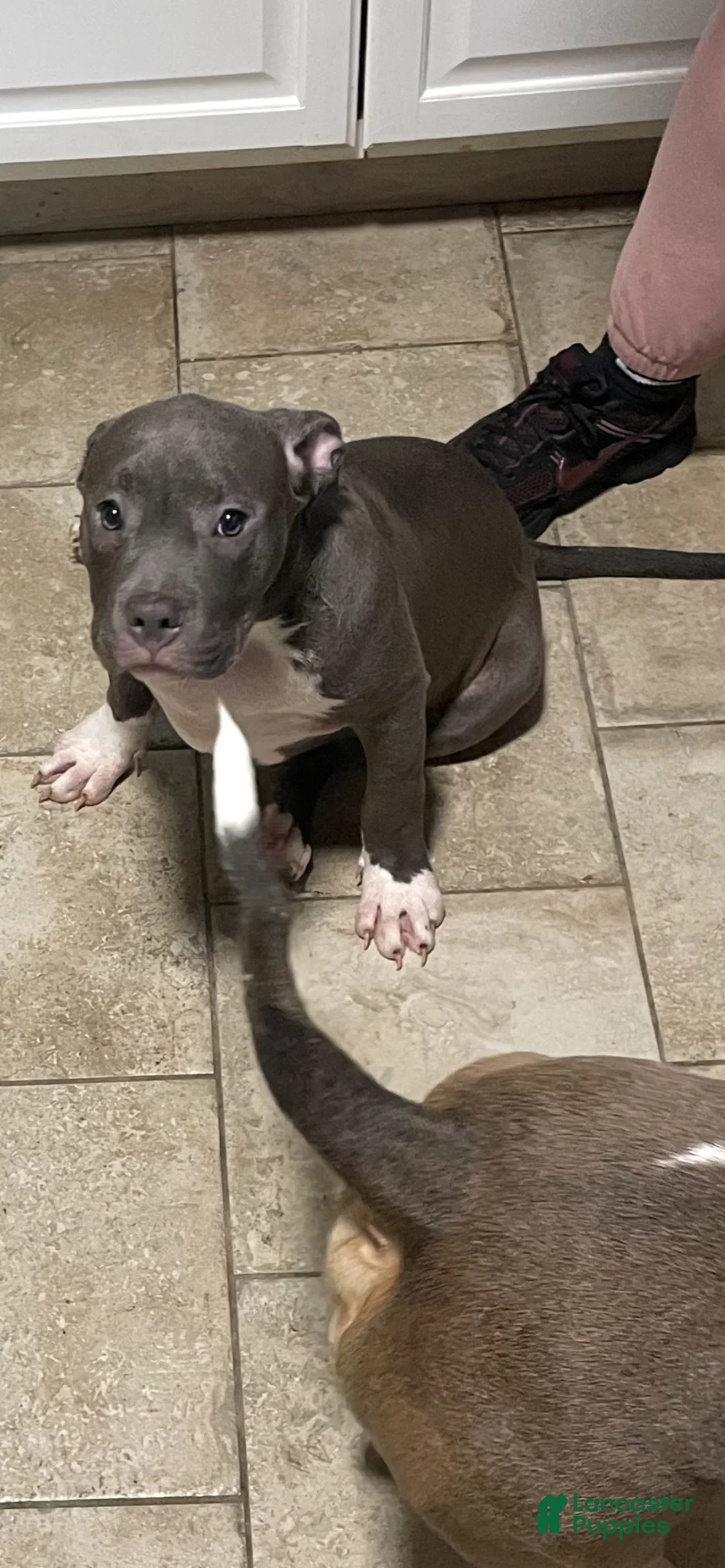 American Bully dogs for sale: Sasha  - Ad 2