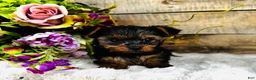 Yorkshire Terrier dogs for sale: Madeleine   - Ad 3