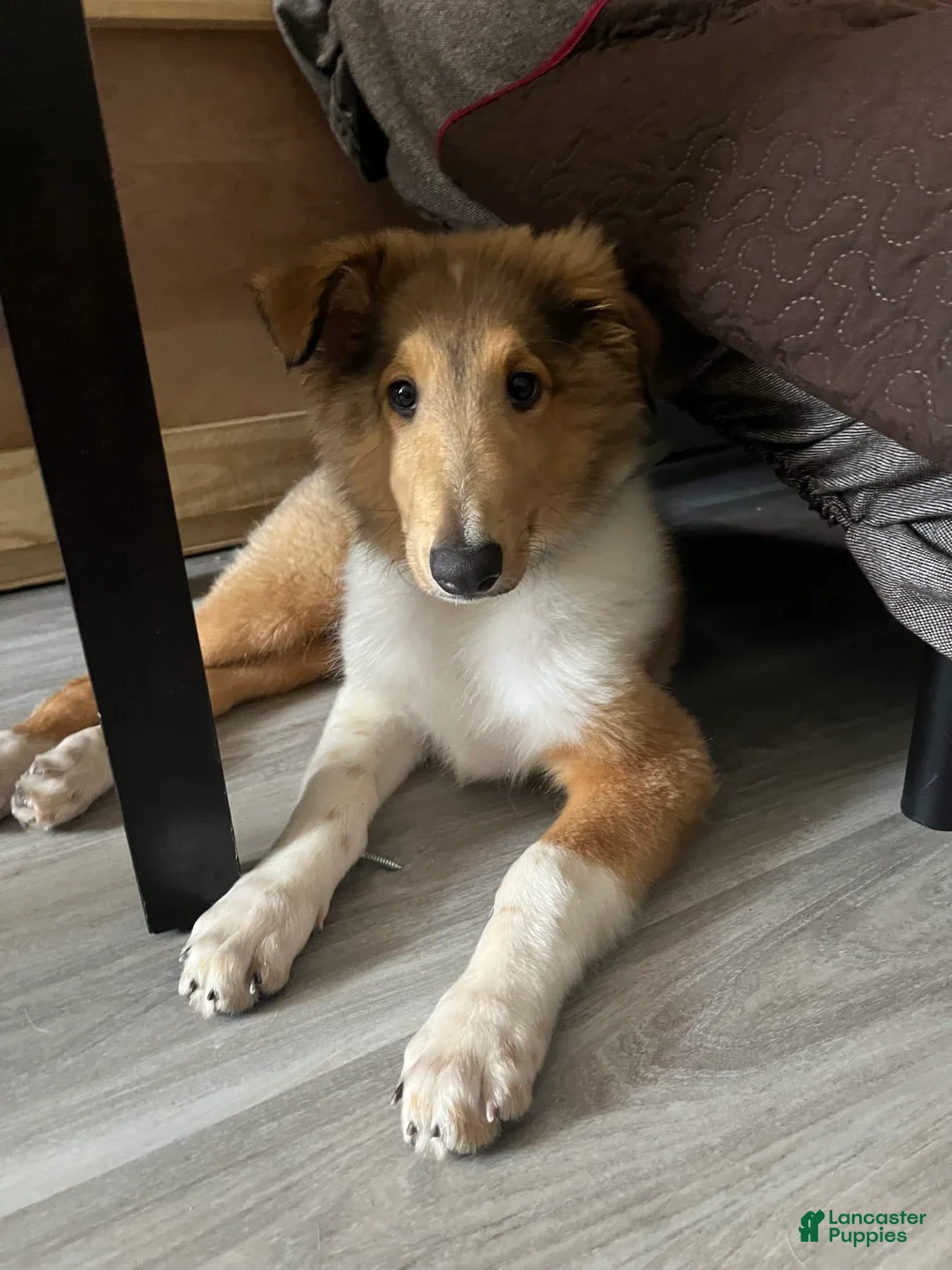 Gallery Image {{count}}