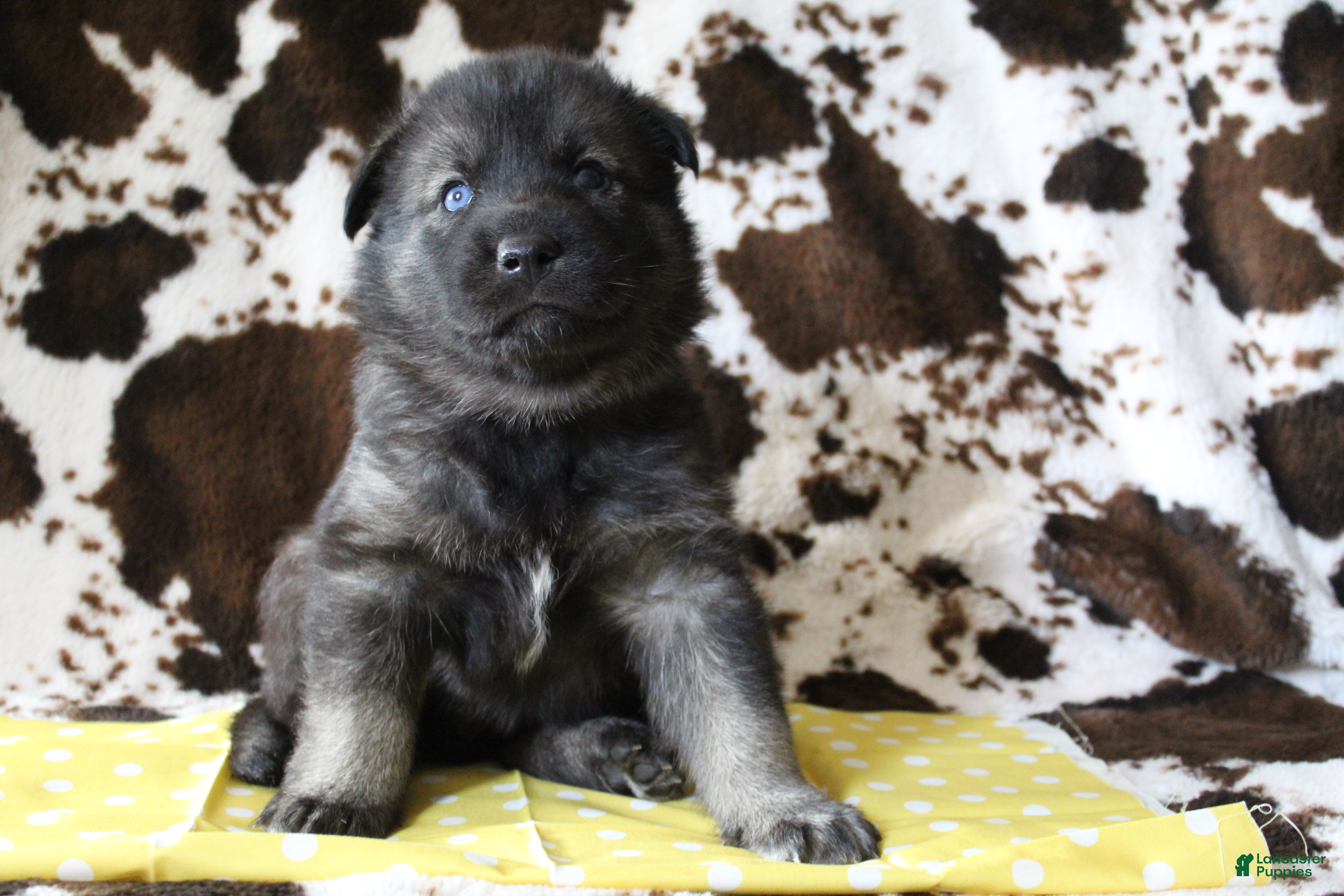 Gerberian Shepsky dogs 5 Yellow - Ad 8