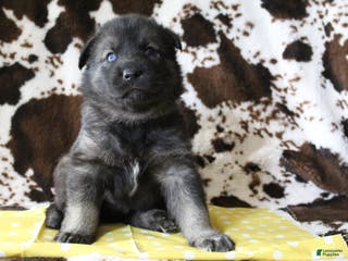 Gerberian Shepsky dogs 5 Yellow - Ad 8