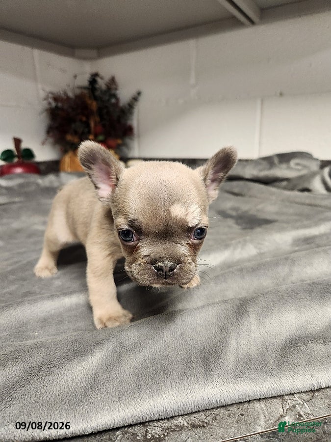 French Bulldog dogs Austin - Ad 2