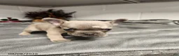 French Bulldog dogs for sale: Austin - Ad 2