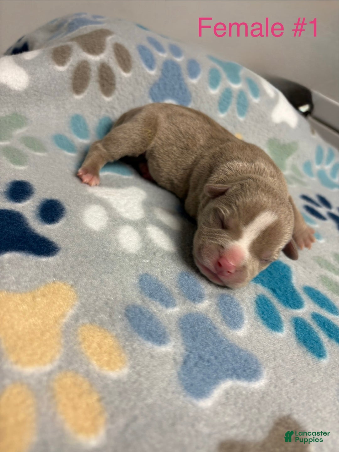American Bully dogs for sale: Poe - Ad 8