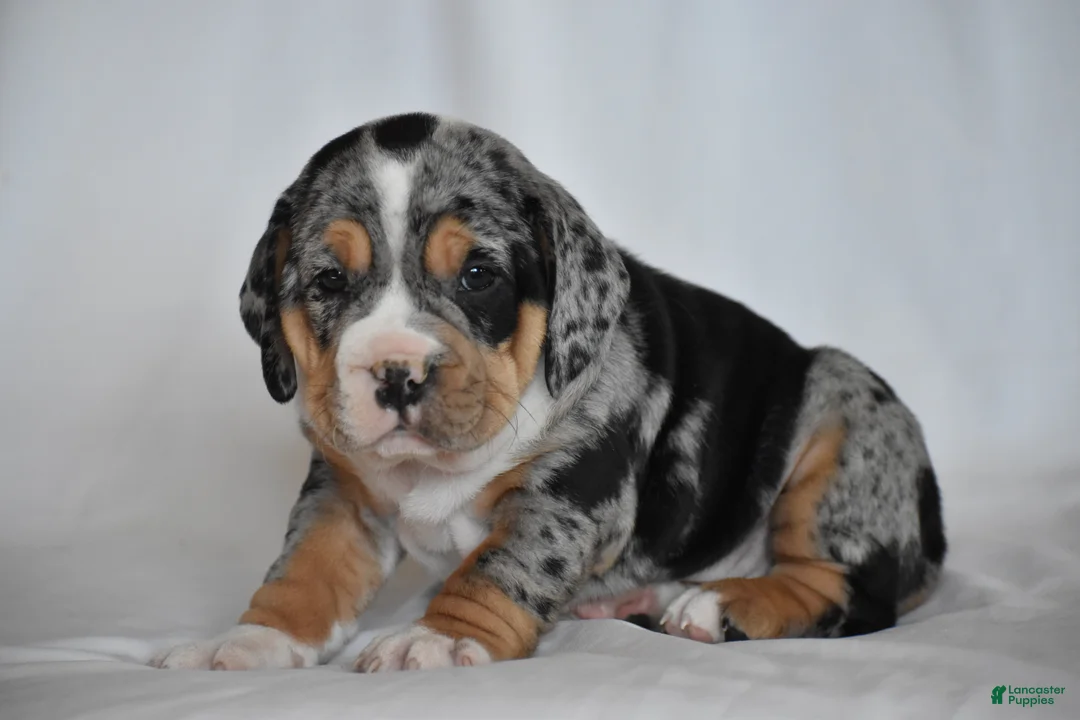 Beabull dogs for sale: Giselle - Ad 6