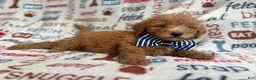 Mini Goldendoodle dogs for sale: Luke - Ad 6