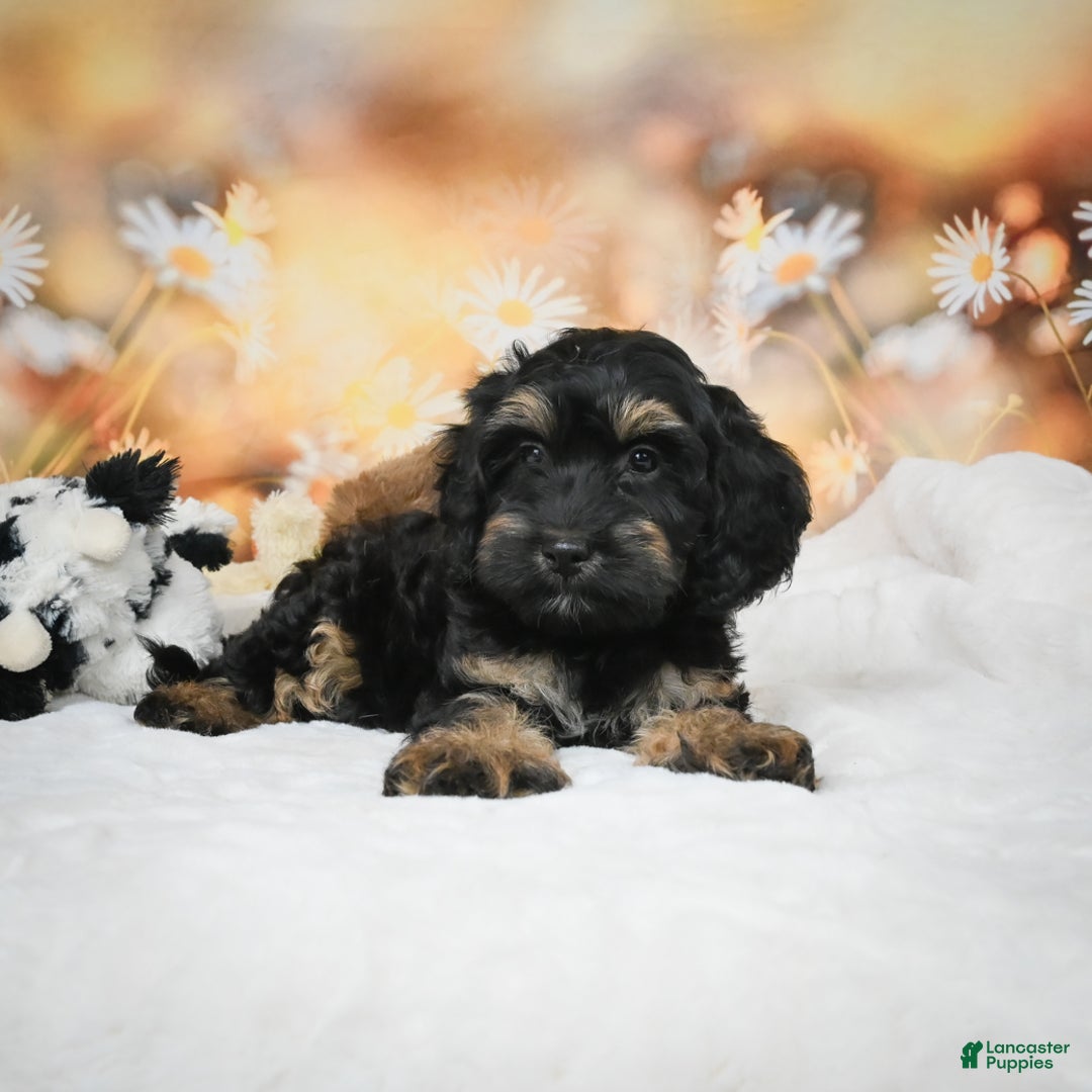 Cockapoo dogs for sale: Carter - Ad 10